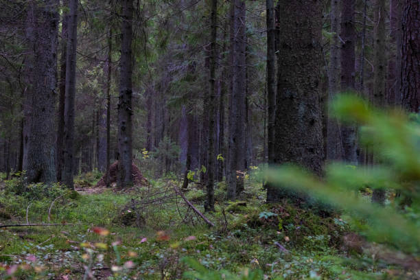 istock Coniferous forest in summer. Nature. Poster. Wallpaper. 1278121664
