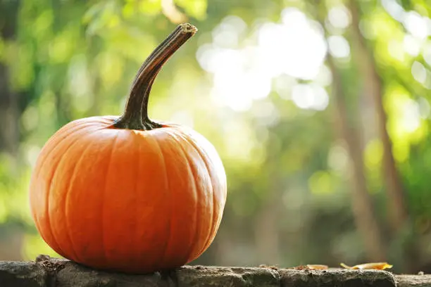 Photo of Autumn Pumpkins