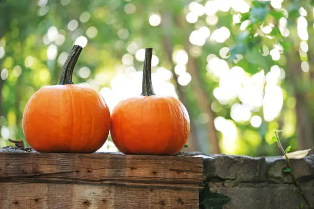 Photo of Autumn Pumpkins