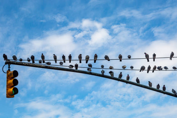 Pigeons perched on a traffic signal in New York City, with a blue sky behind