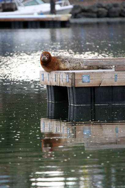istock Seal lounging on a dock in a marina 1278128459