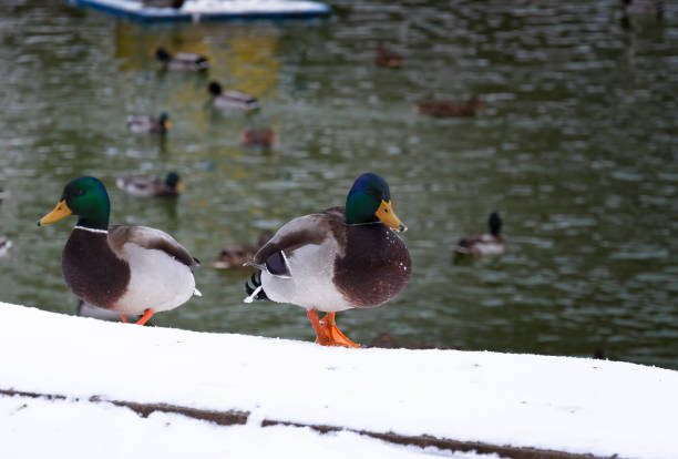 istock Ducks swim on the pond in winter. 1278129616