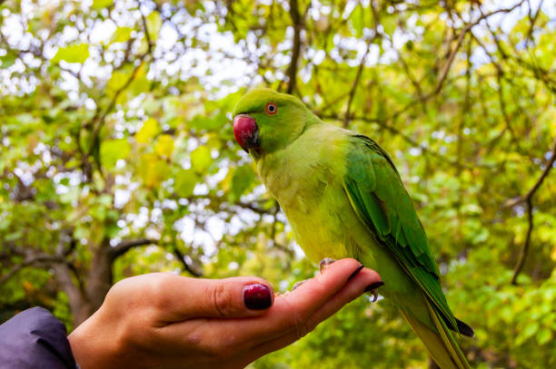 istock Wild British green parakeet parrot bird on the hand 1278130063