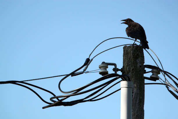 istock Black crow perch on top of power pole surrounded by multiple wires 1278130360