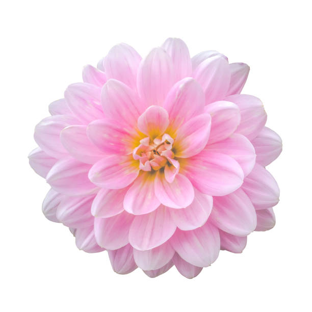 istock Isolated Pink Dahlia Flower 1278133475