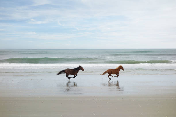 Two wild horses on the beach in Corolla on North Carolina Outer Banks Two wild horses running on the beach in Corolla on North Carolina Outer Banks outer banks north carolina stock pictures, royalty-free photos & images