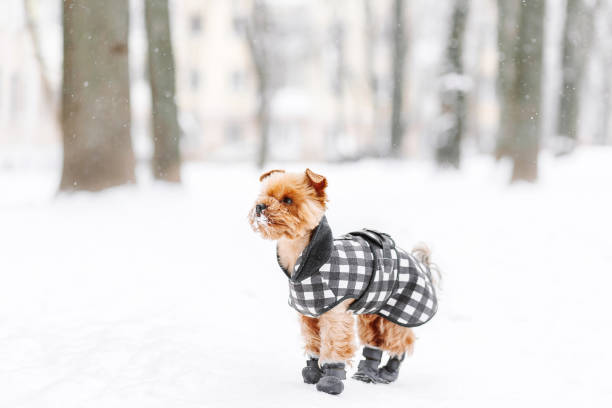 Dog terrier in winter coat Yorkshire terrier in the snow wearing playing in the park on the snow. Winter time. Dog in coat and boots on white snowy background boot stock pictures, royalty-free photos & images