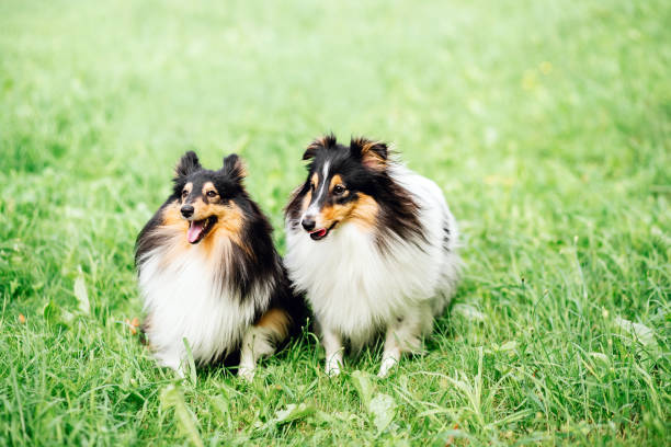 portrait of two happy friends dogs close up portrait of two happy friends dogs puppy and Shetland Sheepdog in clothes on nature background. collie  playing shetland sheepdog stock pictures, royalty-free photos & images