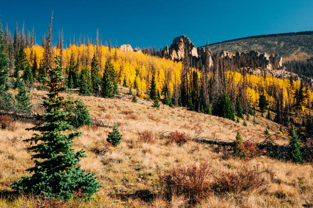 une scène d’automne chaude de feuilles jaunes de tremble comme un premier plan à wheeler geologyic area dans le colorado éloigné - rocky mountains colorado autumn rural scene photos et images de collection