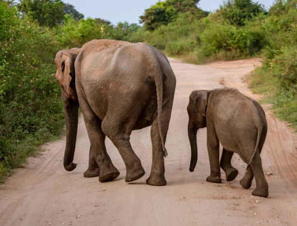 istock Two Elephants Walk Away Across a Road 1278138559