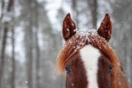 snowy eared sorrel horse