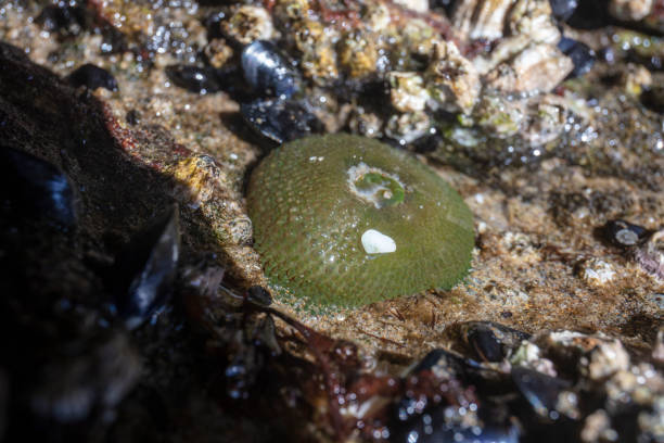 istock sea ​​anemone in tide pool 1278144950