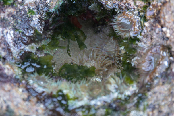 sea ​​anemone in tide pool
