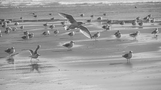 istock Seagulls on welsh Rossilli Beach to form natural textured background seaside image 1278147664