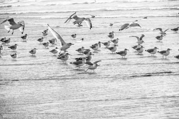 istock Seagulls on welsh Rossilli Beach to form natural textured background seaside image black and white image 1278148531