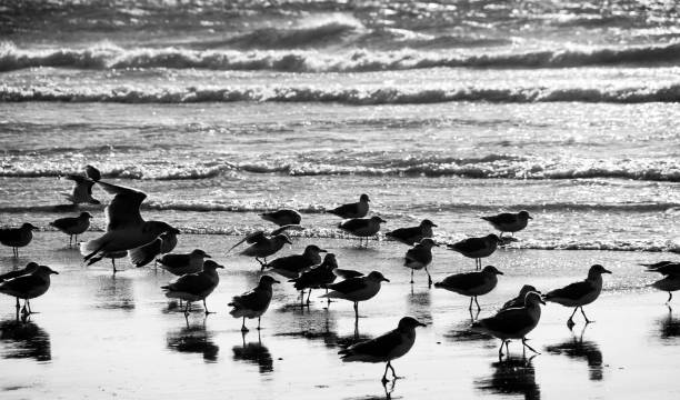 istock Seagulls on welsh Rossilli Beach to form natural textured background seaside image black and white image 1278148586