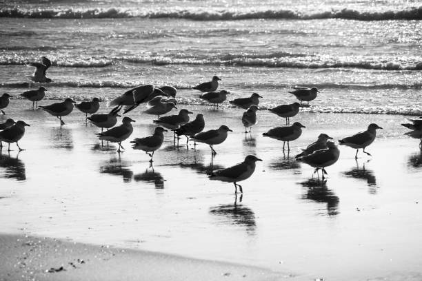 istock Seagulls on welsh Rossilli Beach to form natural textured background seaside image black and white image 1278148605
