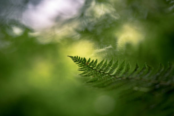 istock Fern in the forest ambient Light through the trees 1278150240