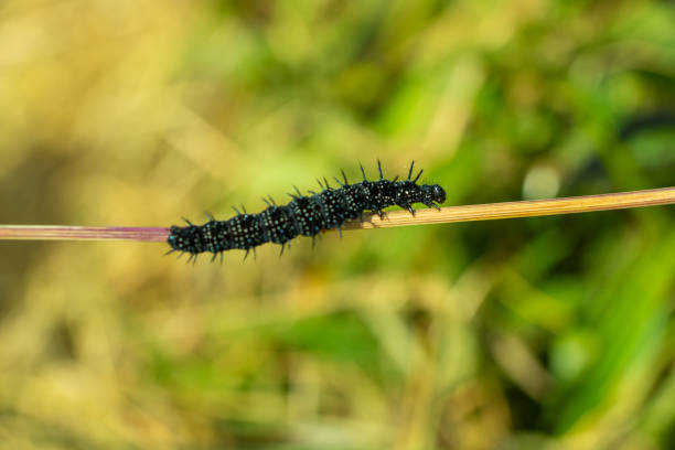 istock Peacock Butterfly Black and white spiked Caterpillars close up 1278150875