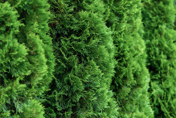 istock close up of green thuja hedge (thuja occidentalis) 1278154047