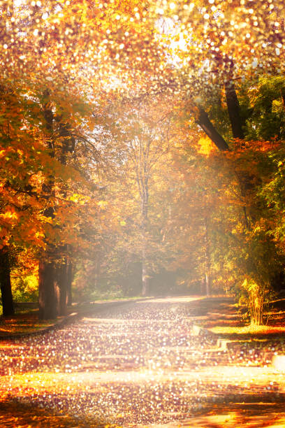 camino vacío camino en parque con árboles de otoño con follaje de hojas de otoño amarillas y reflejos solares, fabuloso bosque dorado otoñal. - lane sunlight sunbeam plant fotografías e imágenes de stock