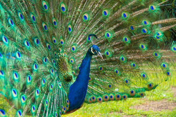 istock Male Peacock displaying Multicoloured, blue, green, gold, Feathers in Mating show close up low level eyeline view 1278156014