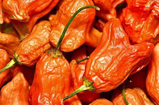 Capsicum Baccatum Chilli also known as Christmas bell texture
