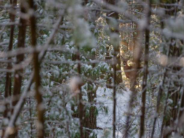 istock deer in the woods in winter 1278165092