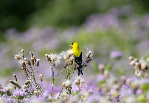An American Goldfinch Sitting on Thistle Down in a field.