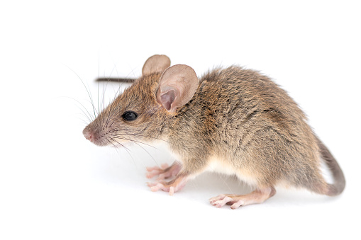 Side view of California mouse, Peromyscus californicus, isolated on white. Carrier of hantavirus.