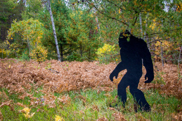 Bigfoot Silhouette In Northern United States Forest Wooden bigfoot in the northern forest of the United States great ape photos stock pictures, royalty-free photos & images