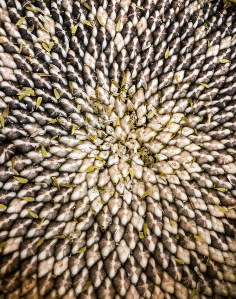 A Mandala pattern found in nature. This sunflower plant makes a unique spiral pattern.
