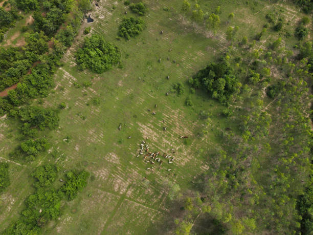 istock Cow man releasing cow for eating grass 1278179200