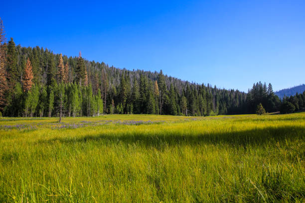 istock Kings Canyon National Park 1278181473