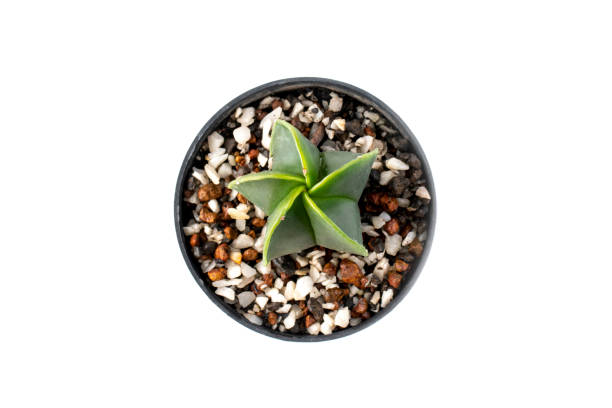 istock Image of cactus in pots isolated on white background. Small decorative plant. Top view. 1278183041