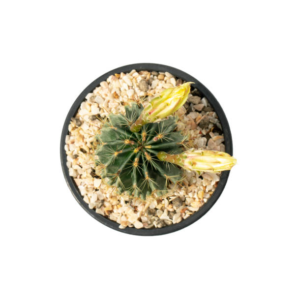 istock Image of cactus in pots isolated on white background. Small decorative plant. Top view. 1278183101