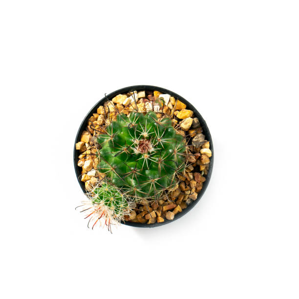 istock Image of cactus in pots isolated on white background. Small decorative plant. Top view. 1278183103