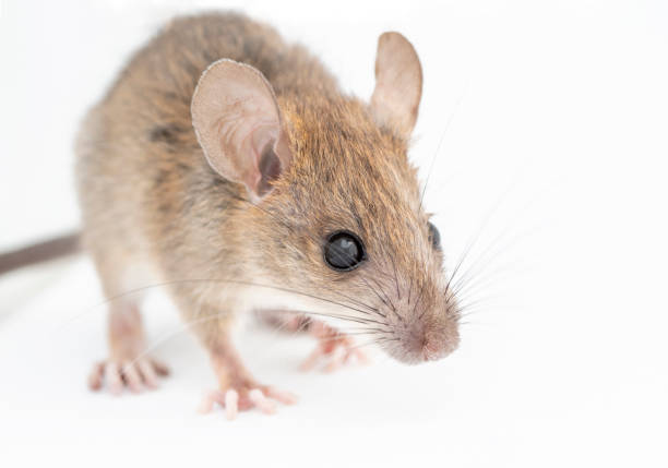istock front view of California mouse, Peromyscus californicus 1278183577