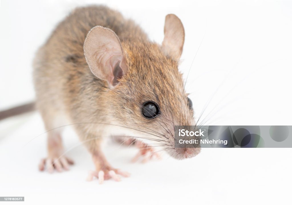 vista frontal do rato da Califórnia, Peromyscus californicus - Foto de stock de Rato-veadeiro royalty-free