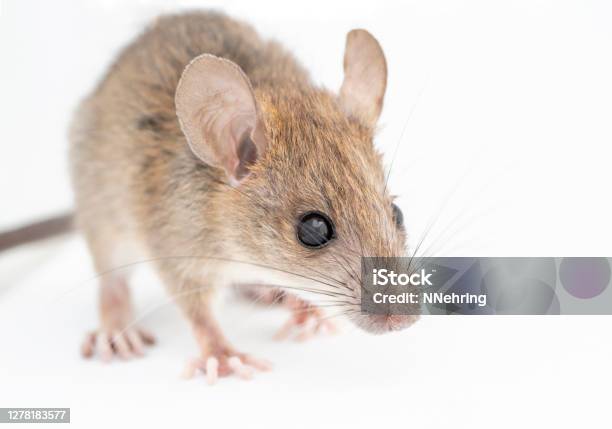 Foto de Vista Frontal Do Rato Da Califórnia Peromyscus Californicus e mais fotos de stock de Rato-veadeiro