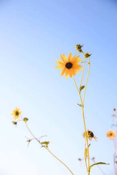 istock Wildflowers by the road 1278184396