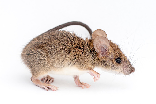 Side view of California mouse, Peromyscus californicus, isolated on white. Carrier of hantavirus.