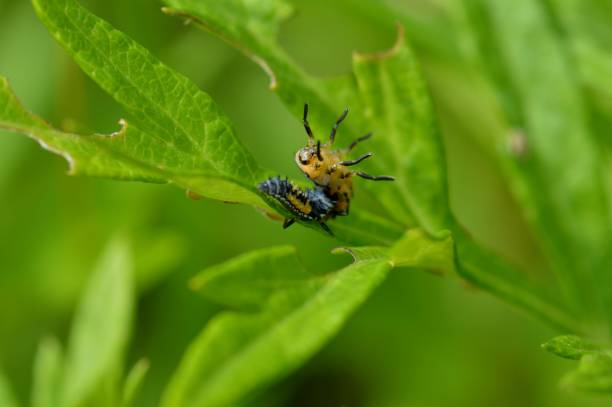 istock The moment the ladybird larva molts 1278187532