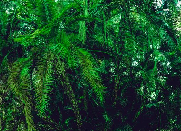 Green palm long branches lush bush summer tropical background. South Italy