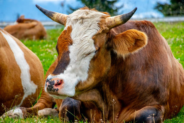 istock Brown and white cow with horns delightfully chewing 1278192984