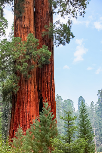 A breathtaking look at the beauty of the Sequoias along a path