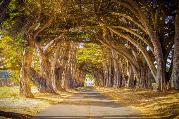 tunnel d’arbre de cyprès - cypress tree photos photos et images de collection