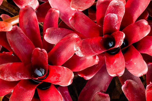 nahaufnahme von leuchtend rotem laub von neoregelia fireball bromeliad, einer zierpflanze aus der familie der bromiliaceae. roter bromelien-hintergrund. - bromeliad stock-fotos und bilder