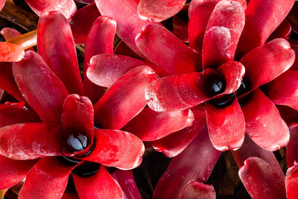 close-up de folhagens vermelhas brilhantes de neoregelia fireball bromeliad, uma planta ornamental na família de bromiliaceae. fundo bromélia vermelha. - bromeliaceae - fotografias e filmes do acervo