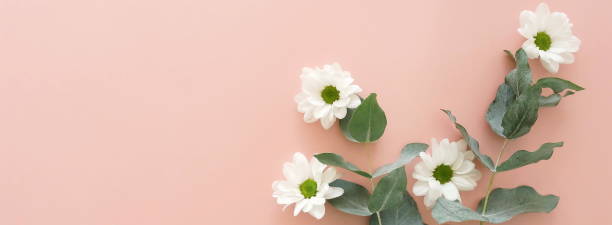 istock white chrysanthemum flowers and eucalyptus leaves frame banner top view on pink background. copy space,  floral card, poster. 1278200341